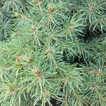 Picea Glauca leaf